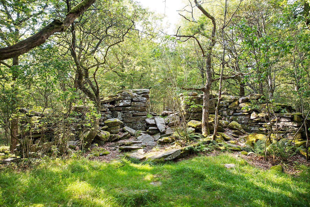 Ruin med mossbevuxna stenar i grönskande skog.