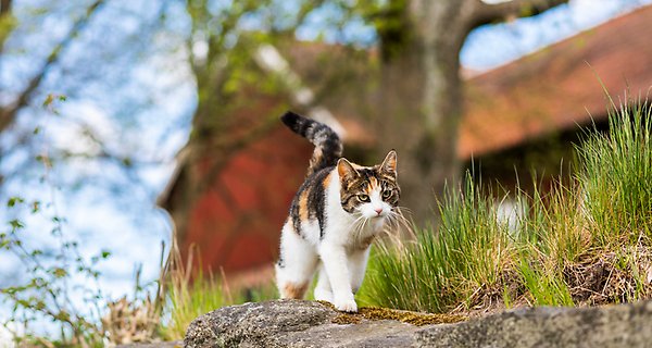 En katt som går på en stenmur, med röd träbyggnad i bakgrunden. Foto: Anna Sigvardsson
